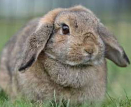 Oryctolagus cuniculus